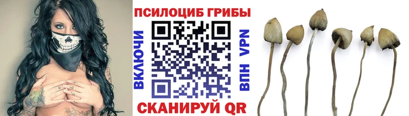 Галлюциногенные грибы Psilocybe  цена   Циолковский 